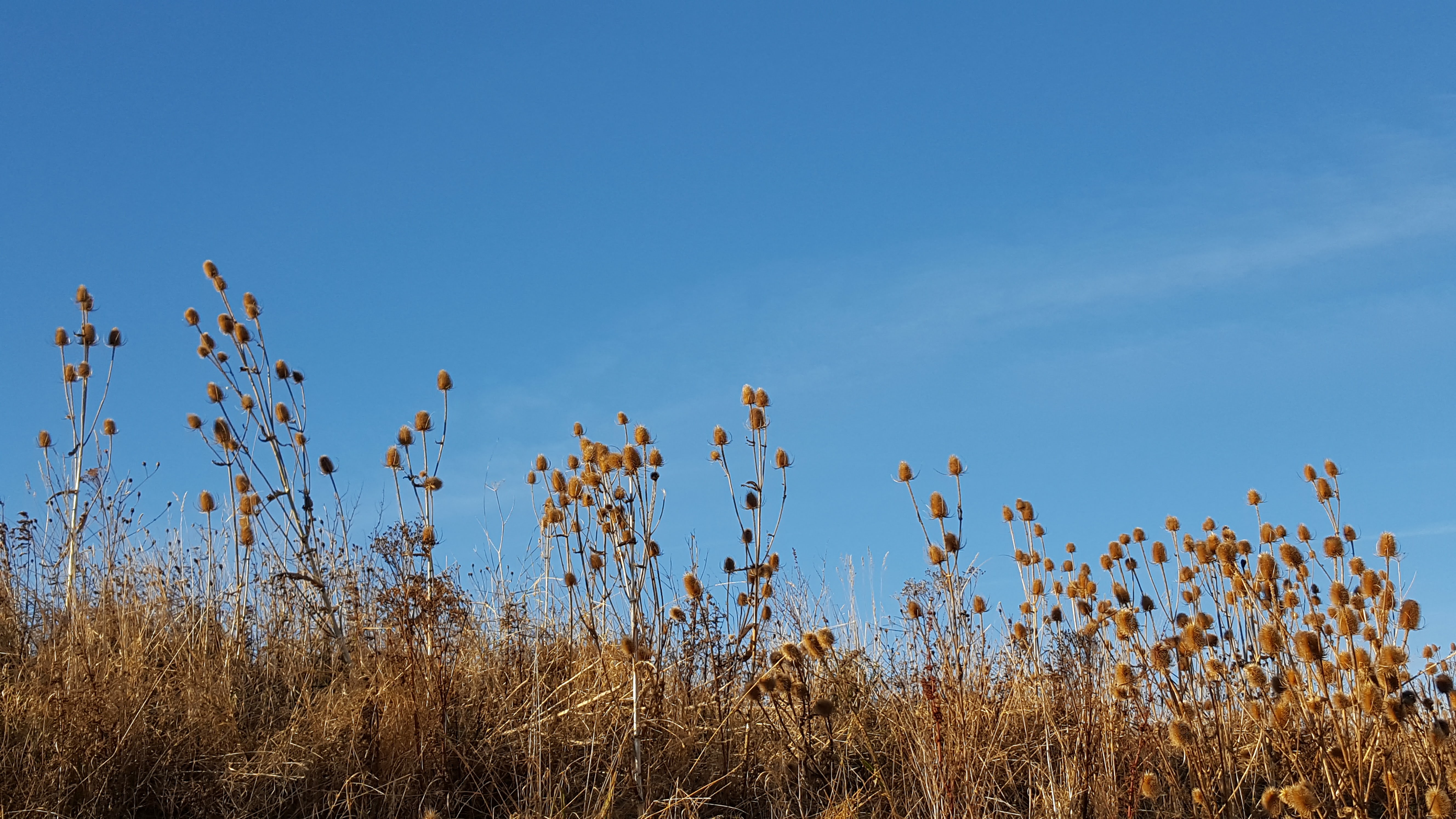 Teasel dried flower heads against blue sky in winter