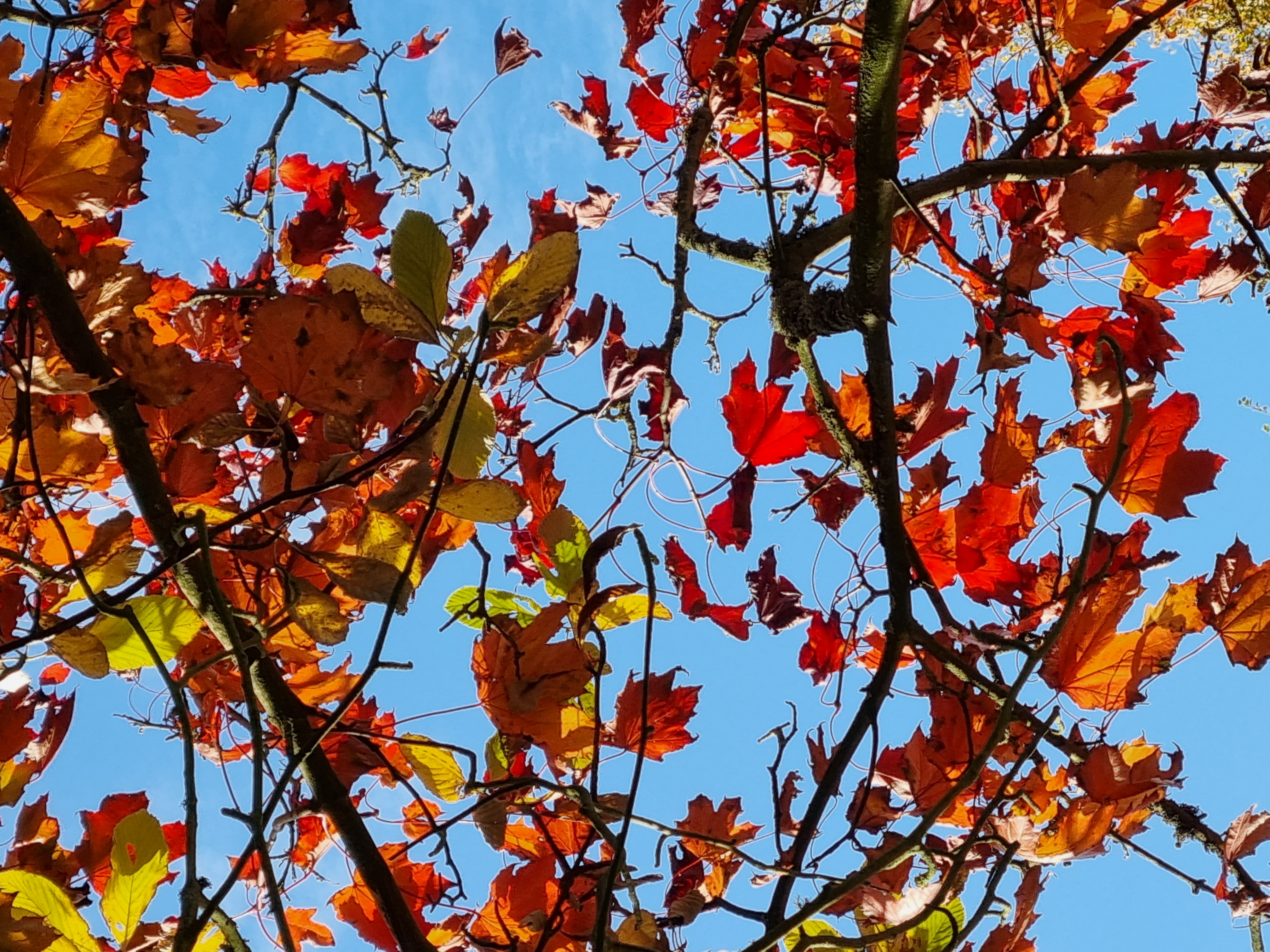 Autumns trees with green and red foliage