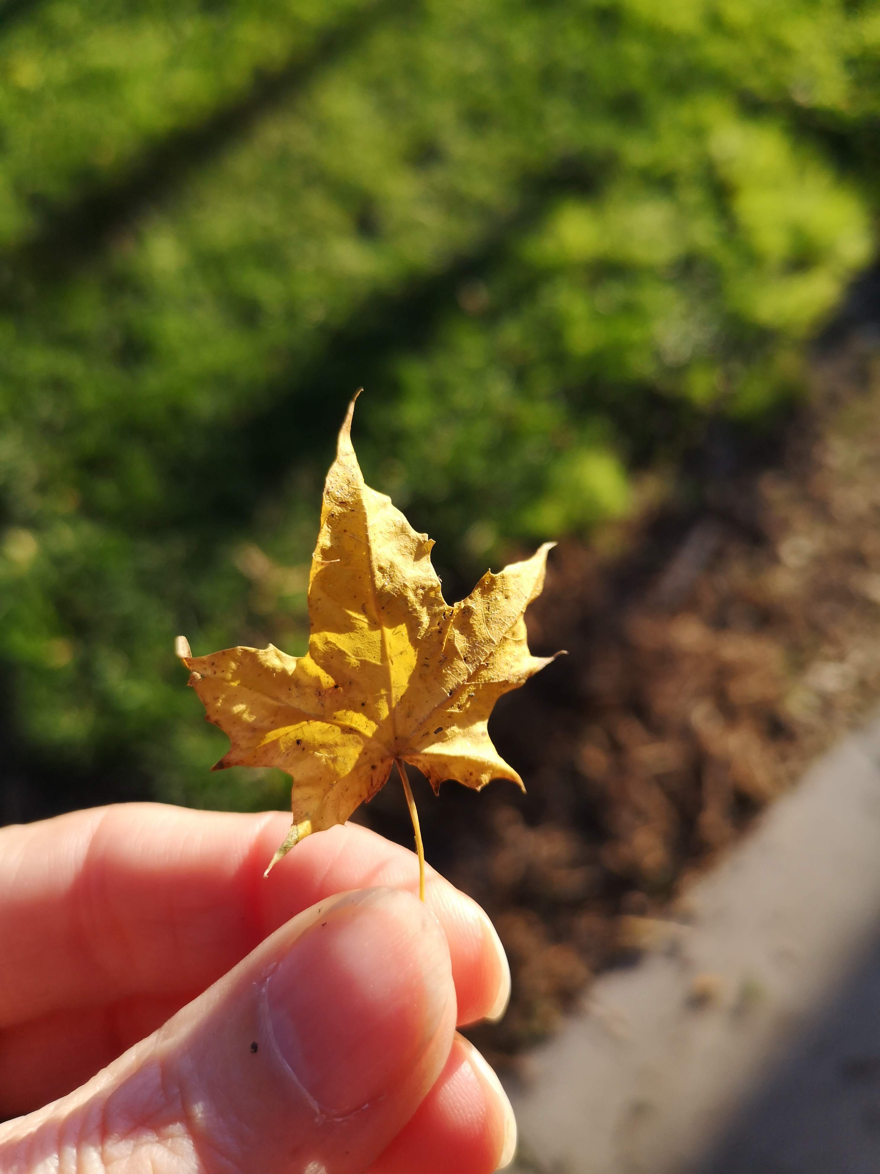 Autumn leaf