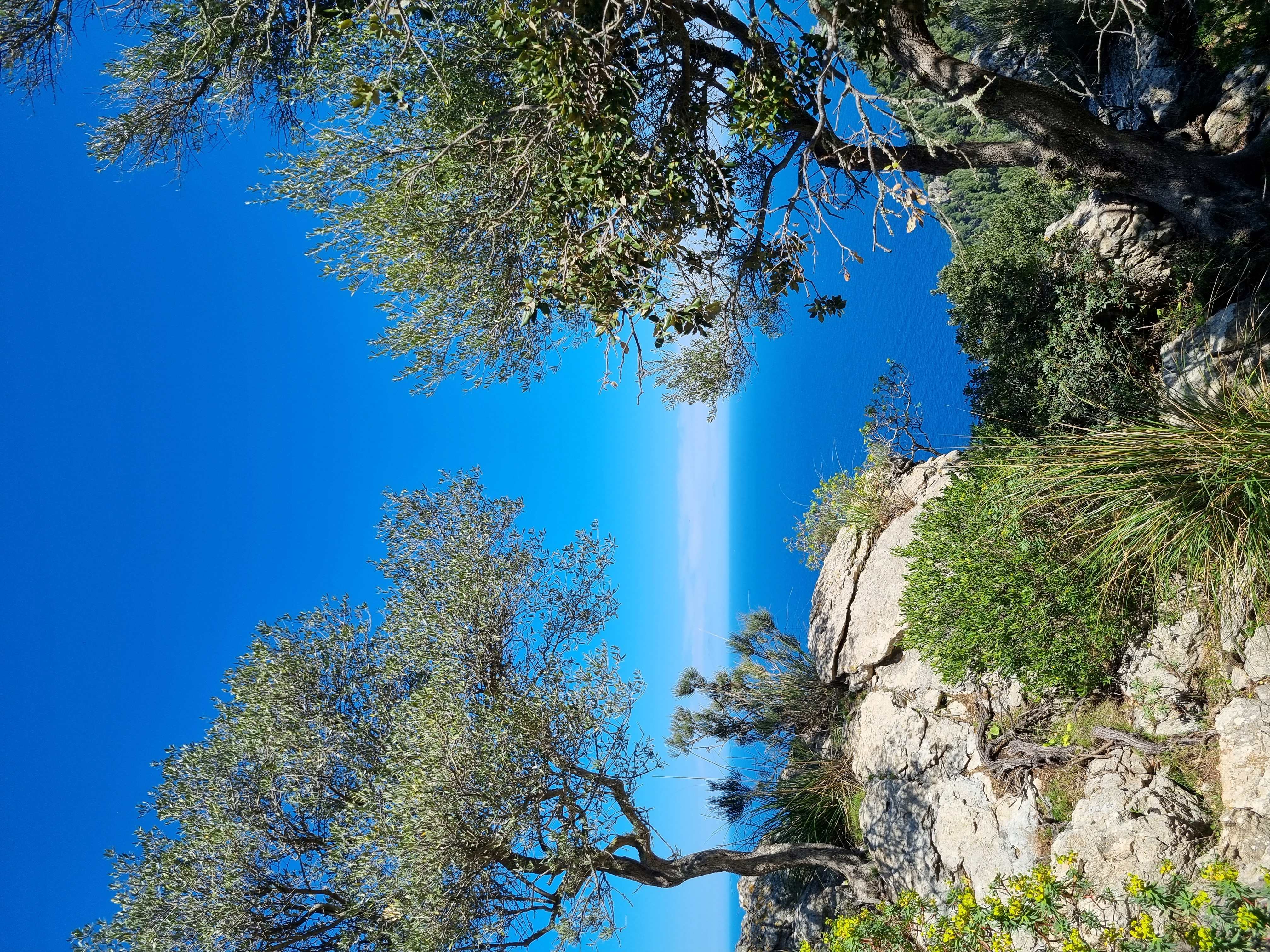 Olive trees and Med Sea